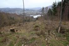 Nordflanke Entenberg - Flurstück &quot;Entenberg&quot; - zwischen Wanderweg A6 (unterhalb) und Wanderweg &quot;L&quot; (oberhalb)