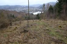 Nordflanke Entenberg - Flurstück &quot;Entenberg&quot; - zwischen Wanderweg A6 (unterhalb) und Wanderweg &quot;L&quot; (oberhalb)