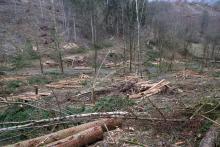 Nähe Lahnbach - am Wanderweg L - Nähe zum Lehmberg