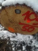 &quot;Alte Stieleichen sind die Zielbaumarten des Pflegekonzeptes.&quot;