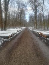 Gewinnbringende Eichenernte im Wald mit Pflegekonzept zur Förderung alter Stieleichen