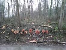 So sieht also Verjüngung aus.