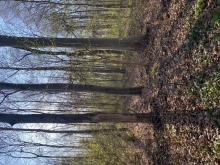 Schaden an der Rinde