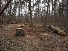 Wald bei Mönchbruch