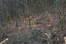 Verjüngungsfällung ? - an Wanderweg L1 - zwischen Kirschboden (Struthberg) und Sellenberg