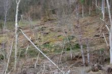 Flur 7 &quot;Ungeheuer Loch&quot; - an der L903 Puderbach - Dodoll - teilweise Biotop §30 - Landschaftsschutzgebiet - Ökokontomaßnahme teilweise