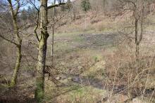 Neue Fotos - Waldstück &quot;Vorm Geisenstein&quot; - an der K53