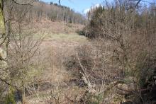 Neue Fotos - Waldstück &quot;Vorm Geisenstein&quot; - an der K53