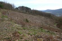 Neue Fotos - oberhalb Amalienhütte - Niederlaasphe
