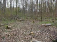 Bucheneinschlag im Schutzgebiet