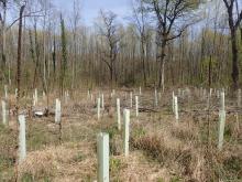 Kahlschlag-/Aufforstungsfläche