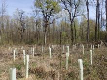 Kahlschlag-/Aufforstungsfläche