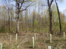 Kahlschlag-/Aufforstungsfläche