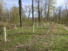 Kahlschlag-/Aufforstungsfläche