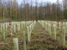 Kahlschlag-/Aufforstungsfläche