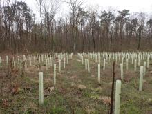 Kahlschlag-/Aufforstungsfläche