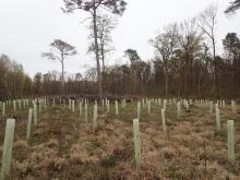 Kahlschlag-/Aufforstungsfläche