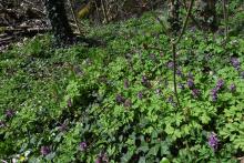 So sah der Waldboden vorher aus. Lerchenspornbestände FFH-Gebiet Zschopautal