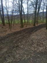 Keine Rücksicht auf den Waldboden