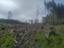 Der Erlenbach verläuft links des Standortes