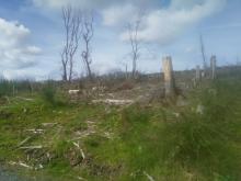 kurz vor der Kuppe / Blickrichtung Nordwesten