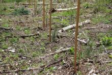 Nadelbaum-Anpflanzung - Puderbach - Mittlerer Stein - in 2023