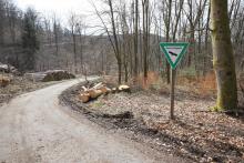 Einzelbaumfällung in dreifachem Schutzgebiet - Puderbach-Nord - NSG / Biotop §30 / Landschaftsschutzgebiet