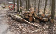 Einzelbaumfällung in dreifachem Schutzgebiet - Puderbach-Nord - NSG / Biotop §30 / Landschaftsschutzgebiet