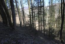 S/O Gebranntes Köpfchen - nördlich Alte Burg - am Wanderweg L6 - 3-faches Schutzgebiet