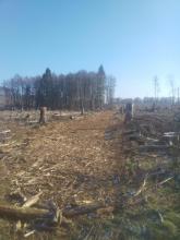 Breite Frässpur / Wiederbearbeitung des ehemaligen Waldbodens