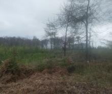 Diese Anpflanzungen trifft man auf dem Weg immer wieder an