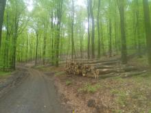 Kurze Abstände zwischen den tiefen Furchen