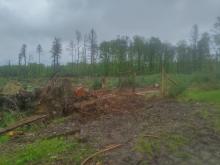 Massive Wegeschäden neben einer Schonung