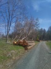 Abholzen eines Teils der Restbestände