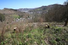 S/O Schloß Wittgenstein - Wanderweg vom/zum Schloß X2-X18-Raute2-L3-L6 - östlich/unterhalb "Schnittelsberg"