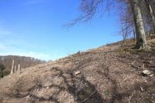 Eschelbach 573 m - Westflanke - dreifaches Schutzgebiet (NSG, FFH, Landschaftsschutzgebiet)