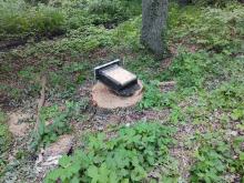 2. Juni 2023 : frisch gefällte Eiche mit Fledermaus Behausung