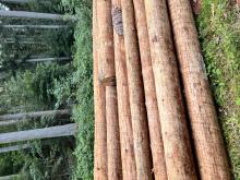 Verstärkter Einschlag im ganzen Waldgebiet im Altbestand 80-120 Jahre