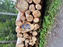 Verstärkter Einschlag im ganzen Waldgebiet im Altbestand 80-120 Jahre