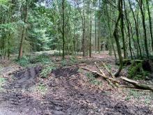 Neue Rückegassen und Auflichtungen - Baumberge