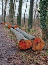 Buche soll einfach keine Zukunft haben.