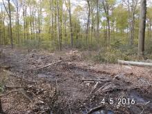 Aufgelichtet und zum Altersklassenwald degrdiert.