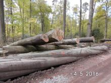 Holzvermarktung im FFH-Gebiet &quot;Liesner Wald&quot; bei Stadtlohn.