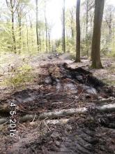 Rücksichtslose Holzernte: &quot;Liesner Wald&quot; FFH-Gebiet.