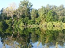 Eindruck des Auenwaldes