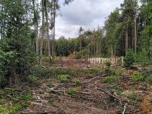 Kahlschlag u. Aufforstung - angeblich als Klimaschutzmaßnahme!